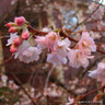 Prunus autumnalis 'Rosea' (Flowering Cherry) POTTED