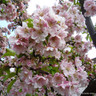 Prunus 'Amanogawa' (Flowering Cherry) - POTTED