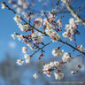 Prunus x subhirtella 'Autumnalis' (Flowering cherry) POTTED