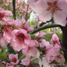Prunus 'Pendula Rubra' - Weeping Cherry POTTED