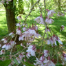 Prunus 'Pendula Rubra' - Weeping Cherry POTTED