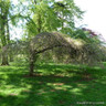 Prunus 'Pendula Rubra' - Weeping Cherry POTTED