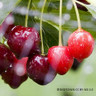Cherry 'Cherokee' 2-3yr tree on Colt rootstock (Potted) Cherry 'Cherokee' 2-3yr tree on Colt rootstock (Potted)