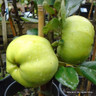 Apple 'Grenadier' 2yr tree (MM106 rootstock) (POTTED) Apple 'Grenadier' 2yr tree (MM106 rootstock) (POTTED)