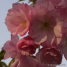 Prunus 'Beni Yutaka' -(Flowering Cherry) POTTED