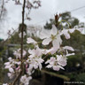 Prunus 'Pandora' (Ornamental Cherry) POTTED
