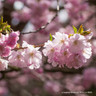 Prunus 'Pink Ballerina' (Ornamental Cherry) POTTED