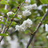 Prunus avium 'Flore Plena' (Flowering Cherry) POTTED