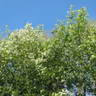 Prunus padus (Bird Cherry) POTTED