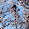 Prunus pissardi Nigra (Purple Leaved Plum) POTTED