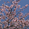 Prunus sargentii (Sargent's Cherry) POTTED