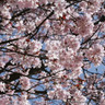 Prunus sargentii (Sargent's Cherry) POTTED