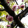 Prunus 'Kiku Shidare-Zakura' (Weeping Cherry)  POTTED