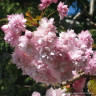 Prunus 'Kiku Shidare-Zakura' (Weeping Cherry)  POTTED