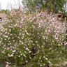 Prunus triloba (Flowering Almond) POTTED