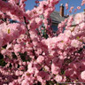 Prunus triloba (Flowering Almond) POTTED