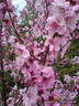 Prunus 'Spring Glow' POTTED