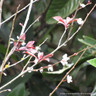 Prunus 'Spring Glow' POTTED