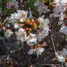 Prunus 'Snow Showers' (Ornamental Cherry) POTTED