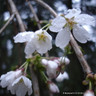 Prunus 'Snow Showers' (Ornamental Cherry) POTTED