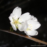 Prunus 'Snow Showers' (Ornamental Cherry) POTTED