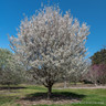 Prunus 'Snow Goose' (Ornamental Cherry) POTTED