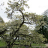 Prunus Shirotae POTTED