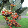 Sorbus aria 'Lutescens' (Whitebeam) POTTED