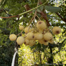Sorbus 'Joseph Rock' (Rowan) POTTED