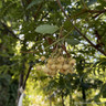 Sorbus 'Joseph Rock' (Rowan) POTTED