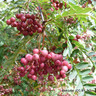 Sorbus 'Pink Pagoda' POTTED Sorbus 'Pink Pagoda' POTTED