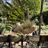 Sorbus 'Pink Pagoda' POTTED