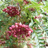 Sorbus vilmorinii (Vilmorin's Rowan) POTTED
