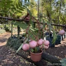 Sorbus vilmorinii (Vilmorin's Rowan) POTTED