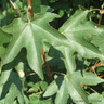 Acer campestre (Field Maple) POTTED