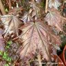 Acer platanoides 'Crimson Sentry' POTTED Acer platanoides 'Crimson Sentry' POTTED