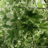 Acer platanoides 'Drummondii' BAREROOT