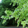 Acer platanoides 'Drummondii'  POTTED Acer platanoides 'Drummondii'  POTTED