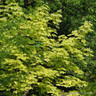 Acer platanoides 'Drummondii'  POTTED