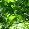 Acer platanoides (Norway Maple) POTTED Acer platanoides (Norway Maple) POTTED