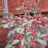 Cotoneaster hybrida 'Pendula' POTTED