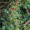 Cotoneaster hybrida 'Pendula' POTTED