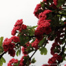 Crataegus 'Paul’s Scarlet' POTTED