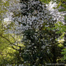 Crataegus persimilis 'Prunifolia' POTTED