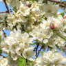 Malus 'Evereste' (Crabapple) POTTED