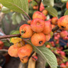 Malus 'Evereste' (Crabapple) POTTED