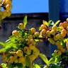 Malus 'Winter Gold' (Crabapple) POTTED