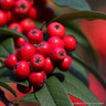 Cotoneaster 'Cornubia' POTTED