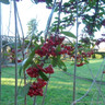 Cotoneaster 'Cornubia' POTTED