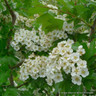 Crataegus 'Flore Plena' (Hawthorn) POTTED